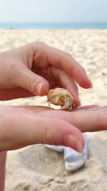 Közelről élő fehér rák háttér a tenger és a strand — Stock videók