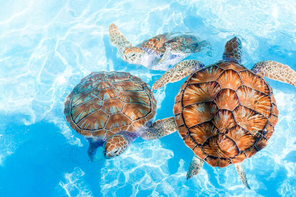 Sea turtles looking from the water in the reserve