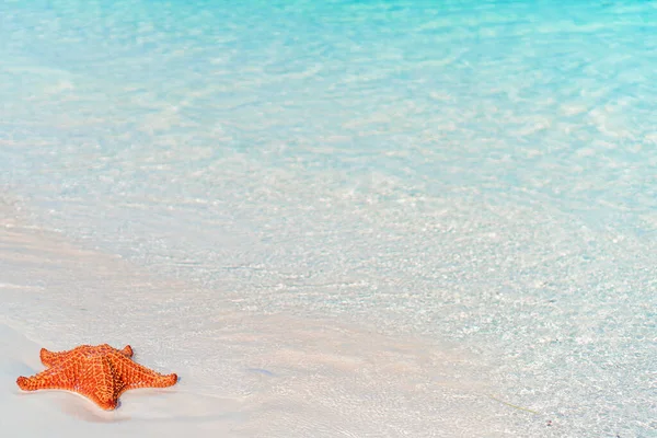 Tropischer weißer Sand mit roten Seesternen im klaren Wasser — Stockfoto