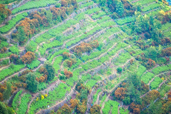 Vinice na svazích rezervace Cinque Terre, v Itálii — Stock fotografie