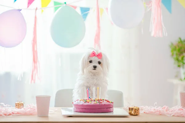 Roztomilý pes s lukem a narozeninovým dortem — Stock fotografie