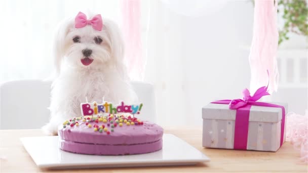 Cão bonito com arco e bolo de aniversário — Vídeo de Stock