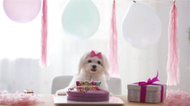 Yay ve doğum günü pastası olan şirin bir köpek.
