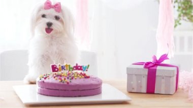 Yay ve doğum günü pastası olan şirin bir köpek.