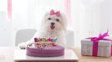 Yay ve doğum günü pastası olan şirin bir köpek.