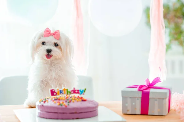 Cute dog with bow and birthday cake — Stock Photo, Image