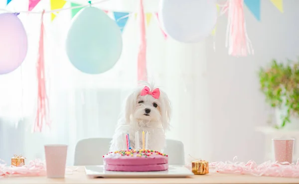 Roztomilý pes s lukem a narozeninovým dortem — Stock fotografie