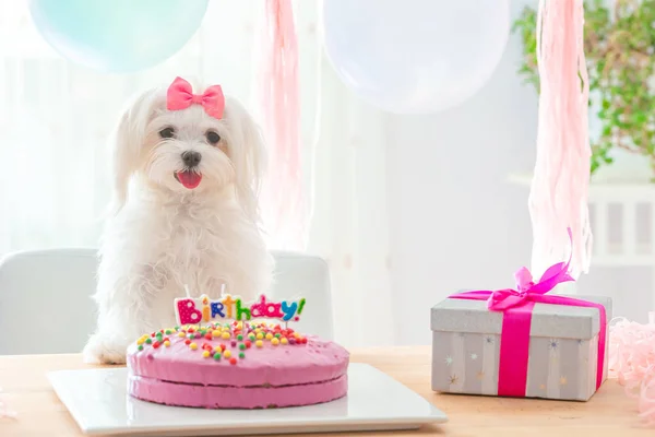 Cute dog with bow and birthday cake — Stock Photo, Image