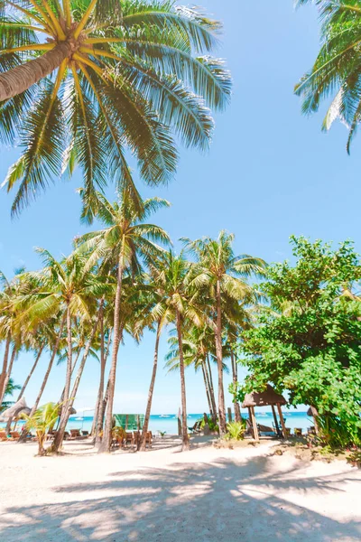 Coconut Palm tree on the sandy beach — Stock Photo, Image