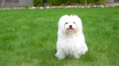 Beyaz köpek yavrusu kameraya bakıyor.