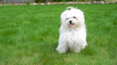 Beyaz köpek yavrusu kameraya bakıyor.