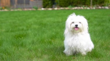 Bahçedeki yeşil çimlerin üzerinde beyaz köpek yavrusu