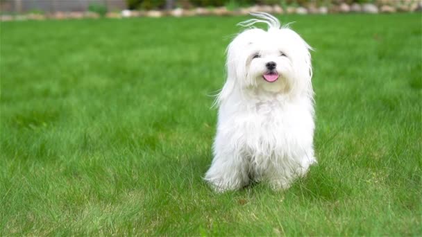 Cachorro branco ao ar livre olhando para a câmera — Vídeo de Stock