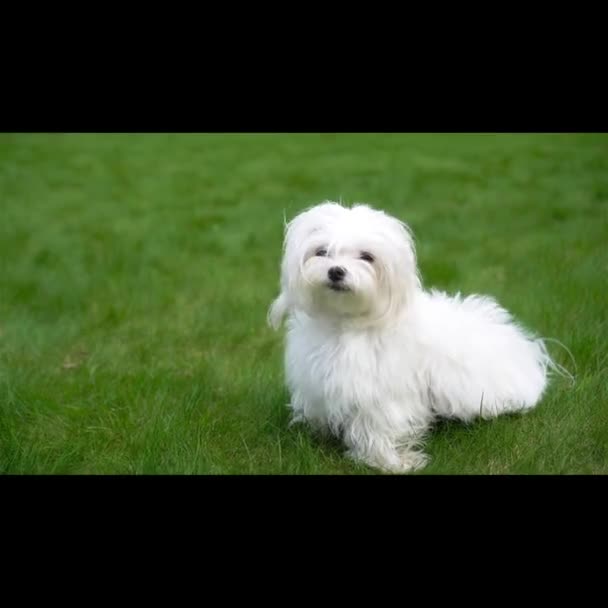 Cachorrinho branco ao ar livre na grama verde no quintal — Vídeo de Stock