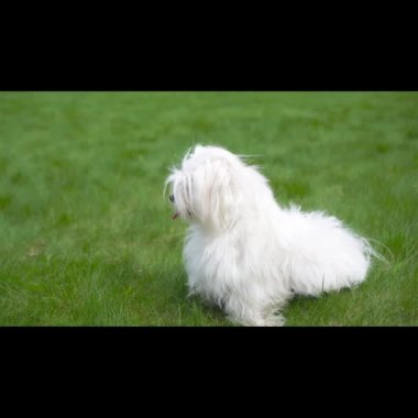 Bahçedeki yeşil çimlerin üzerinde beyaz köpek yavrusu