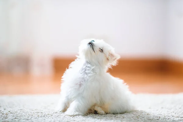 Branco bonito maltês filhote de cachorro, 2 meses de idade olhando para nós — Fotografia de Stock