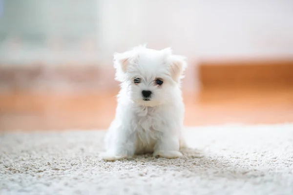 Bílé roztomilé maltézské štěně, 2 měsíce se na nás dívá — Stock fotografie