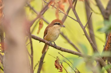 Dala tünemiş olan kuş dişi bir Tiger Shrike.
