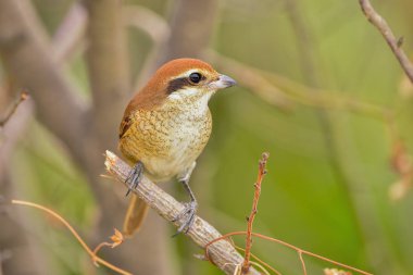 Dala tünemiş olan kuş dişi bir Tiger Shrike.