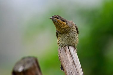 Ağaç gövdesinde dinlenen kuş Avrasyalı bir boğaz.