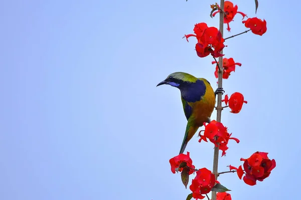 Oiseau Reposant Sur Branche Est Oiseau Feuille Mâle Ventre Orange — Photo