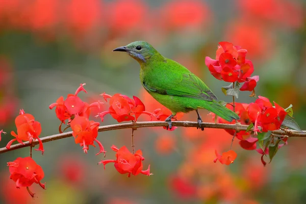 栖息在树枝上的鸟是雌鸟 果腹叶鸟 — 图库照片