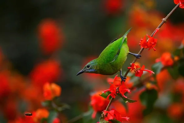 栖息在树枝上的鸟是雌鸟 果腹叶鸟 — 图库照片