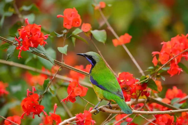Bird Resting Branch Male Orange Bellied Leafbird — Stock Photo, Image