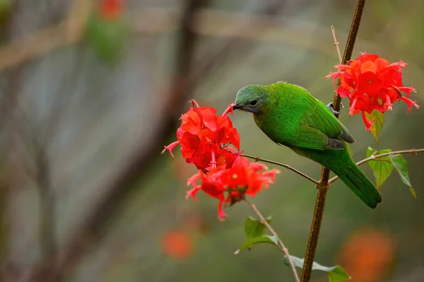 Hembra Anaranjado Vientre Leafbird Rama Chupa Néctar — Foto de Stock