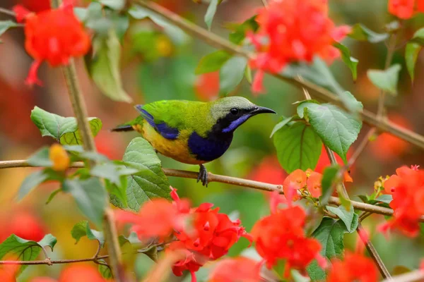 Oiseau Reposant Sur Branche Est Oiseau Feuille Mâle Ventre Orange — Photo