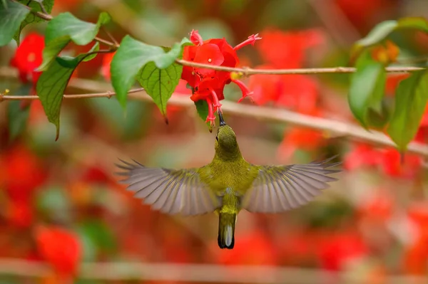 Ein Fliegendes Sonnenvogelweibchen Saugt Nektar — Stockfoto