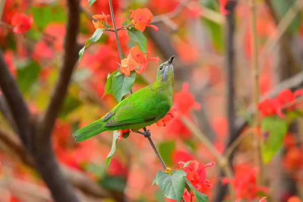 Bird Resting Branch Female Orange Bellied Leafbird — Stock Photo, Image