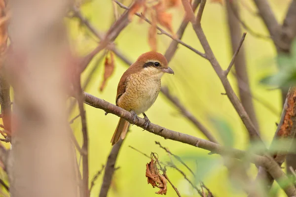 Oiseau Perché Sur Branche Est Une Femelle Pie Grièche Tigrée — Photo