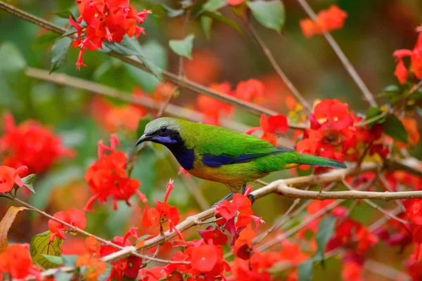 Pták Odpočívající Větvi Samec Leafbird Pomerančovým Břichem Stock Fotografie