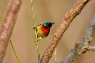 Çatal kuyruklu erkek bir Sunbird dalda yiyecek arıyor.