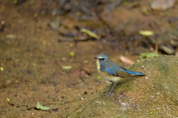 Bird Ground Male Red Flanked Bush Robin — Stock Photo, Image