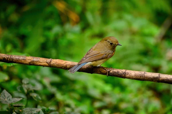 Pájaro Que Detiene Rama Hembra Flanco Rojo Bush Robin — Foto de Stock