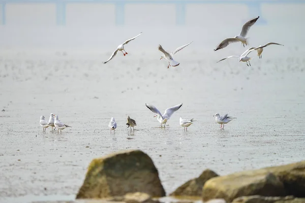 Group Seagulls Resting Beach — Stock Photo, Image