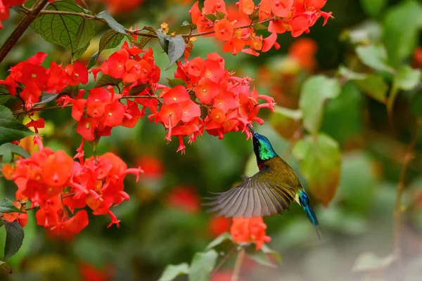 Flying Male Fork Tailed Sunbird Sucks Nectar — Stock Photo, Image