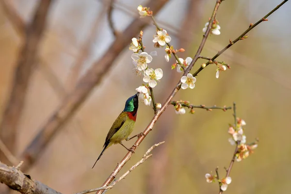 一只雄性叉尾太阳鸟在树枝上吸李子花蜜糖 — 图库照片