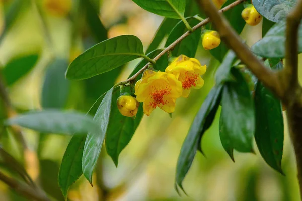 Een Bos Gele Camellia Bloemen Boom Rechtenvrije Stockfoto's