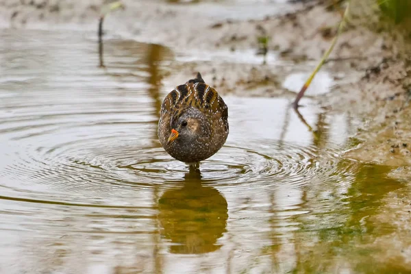 Skvrnitý Crake Pták Hledá Potravu Mokřinách — Stock fotografie