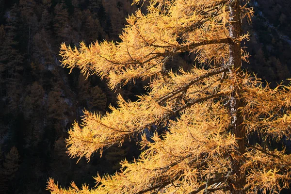 Avrupa tarlası (Larix desidua) sarı dalları, Bucegi moutnains (Karpatlar), Romanya 'da güneş ışığı, sonbaharın sonlarında.