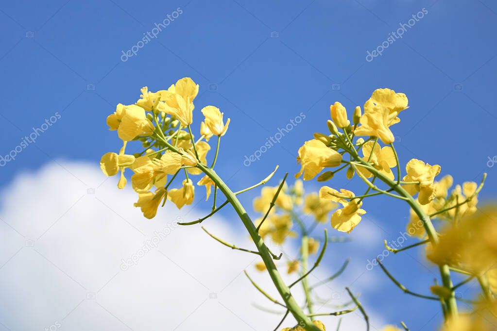 Rapeseed flowers against white clouds and blue sky - close up and low angle view.