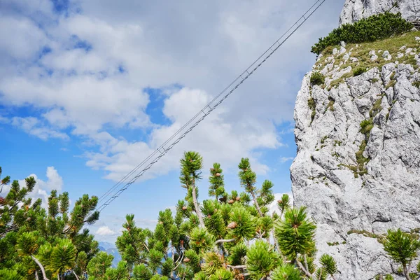 Intersport Klettersteig Donnerkogel Rotasında Ferrata Merdiveni Üzerinde Önplanda Ardıçlarla — Stok fotoğraf