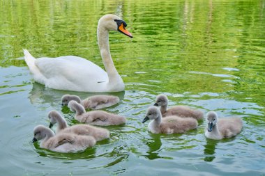 Dilsiz kuğu (Cygnus olor) yedi cygnets ile bir gölette yüzer - yakın çekim.
