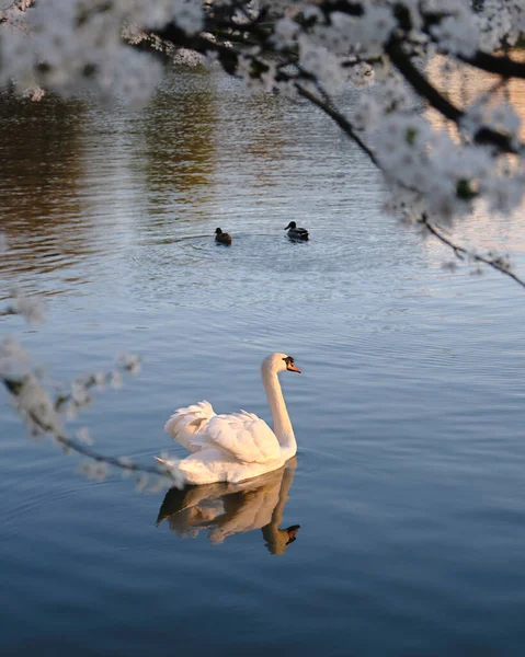 黄昏时分 雪白的白天鹅在它的羽毛上闪烁着光芒 在深蓝色的水面上游泳 在春天的白梅花下游泳 — 图库照片