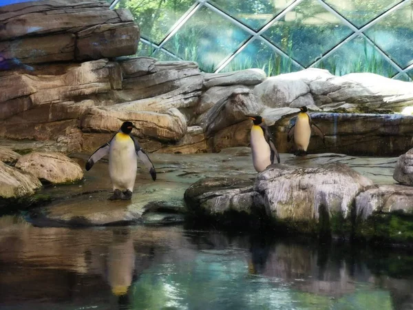 three penguins on the edge of the water in a glass cage