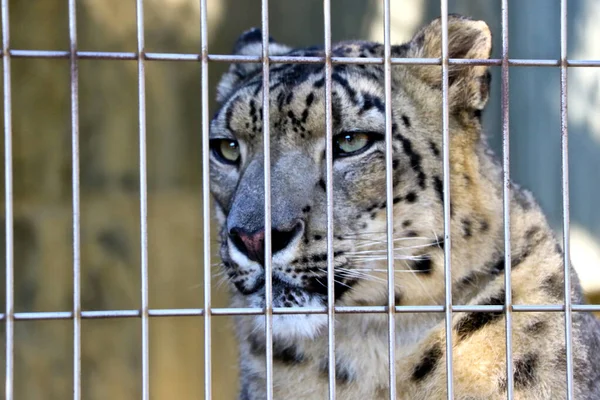a sad tiger in an iron cage
