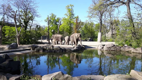 three elephants were basking on the edge of the water in a cage in a zoo